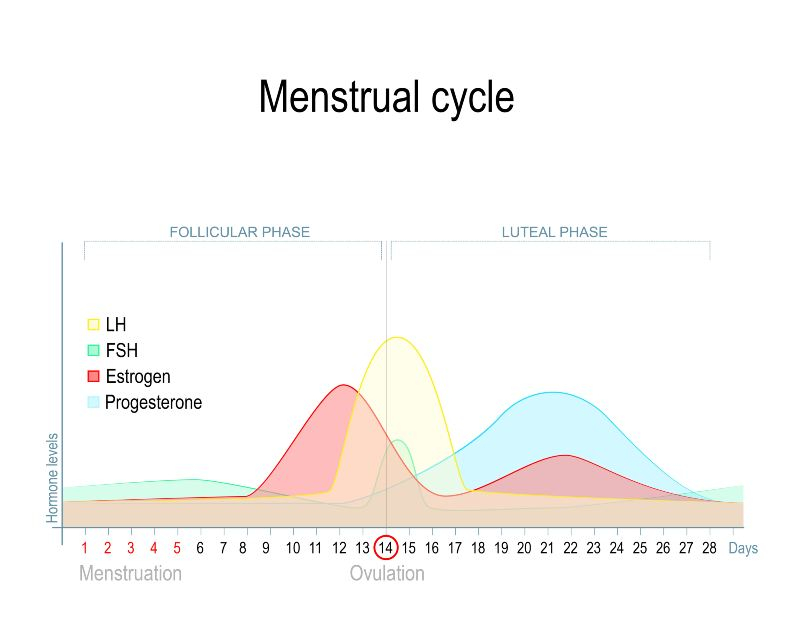 Chart: Menstrual cycle and hormone level. Ovarian cycle: follicular and luteal phase
